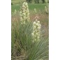 Yucca Glauca - 10 graines