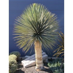 Graines de Yucca Thompsoniana - 10 graines - Graines exotiques -  - 1