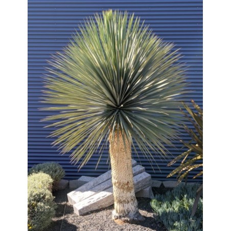 Yucca Thompsoniana - 10 graines