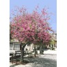 Cercis Silliquastrum - 10 graines