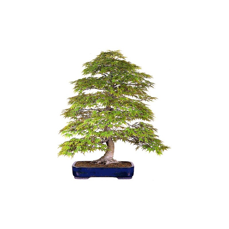 Acer Palmatum en bonsaï - 10 graines