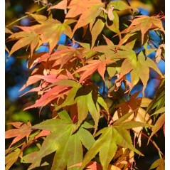 Acer Palmatum - 525 graines