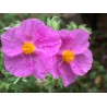 Cistus Albidus - 10 graines