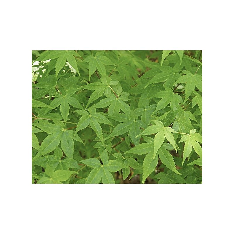 Feuillage printanier et estival acer palmatum