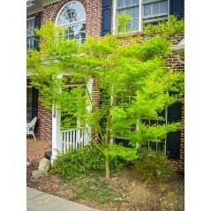 Acer Palmatum - 525 graines