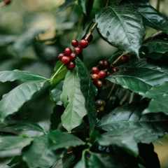 Graines de Coffea Arabica Catuai - 10 graines - Graines d'arbres -  - 1