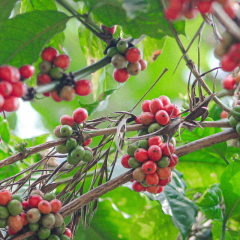 Coffea arabica Costa Rica
