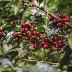 Fruits du coffea arabica Himalaya