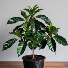 Coffea arabica en pot