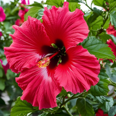 Fleur d'hibiscus moscheutos