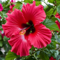 Fleur d'hibiscus moscheutos