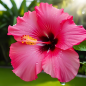 Hibiscus Pink - 10 graines Hibiscus Pink - 10 graines