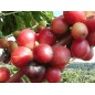 Coffea Arabica - 10 graines Coffea Arabica - 10 graines
