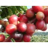 Coffea Arabica - 10 graines