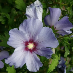 Fleur d'hibiscus syriacus