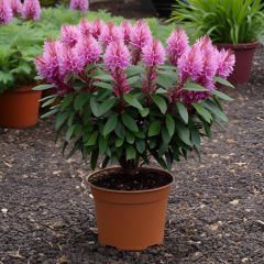 Lagerstroemia engleriana en pot