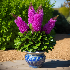 Fleurs de lagerstroemia floribunda
