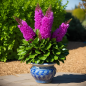 Fleurs de lagerstroemia floribunda