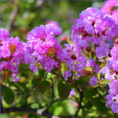 Fleurs de lagerstroemia speciosa
