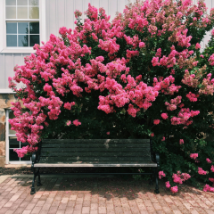 Fleurs de lagerstroemia thorelii