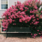Fleurs de lagerstroemia thorelii