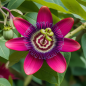 Passiflora Edulis Red Flamenco - 10 graines Passiflora Edulis Red Flamenco - 10 graines