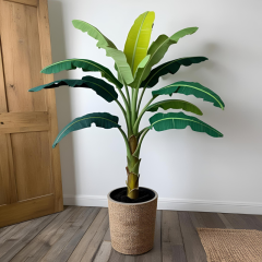 Musa textilis