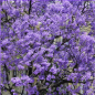 Paulownia Fortunei - 10 graines Paulownia Fortunei - 10 graines