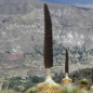 Puya Sodiroana - 10 graines Puya Sodiroana - 10 graines