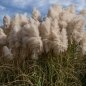 Cortaderia Selloana White - 10 graines Cortaderia Selloana White - 10 graines