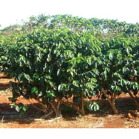 Coffea Canephora - 10 graines