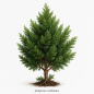 Juniperus turbinata