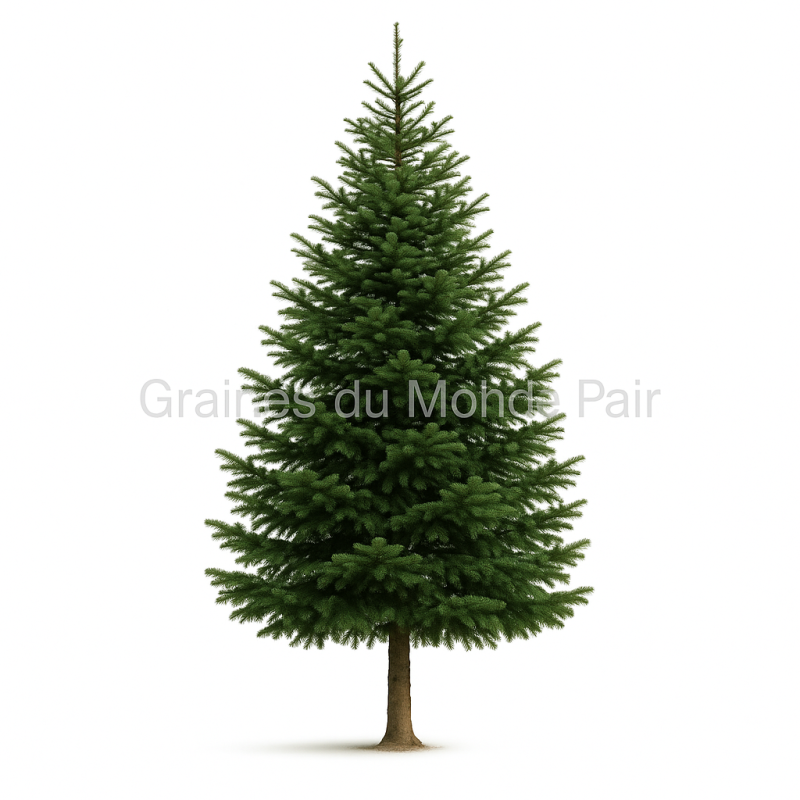 Abies Alba - 10 graines