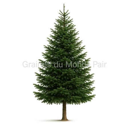 Abies alba