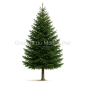 Abies alba