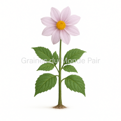 Dahlia imperialis