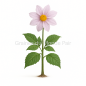 Dahlia Imperialis - 10 graines