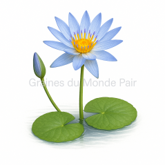 Nymphaea nouchali var. caerulea