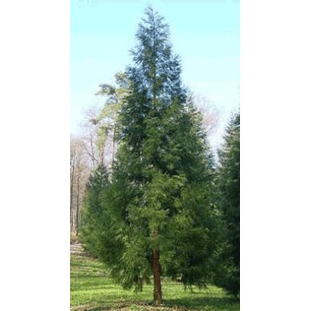 Cryptomeria Japonica - 10 graines