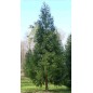 Cryptomeria Japonica - 10 graines Cryptomeria Japonica - 10 graines