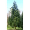 Cryptomeria Japonica - 10 graines