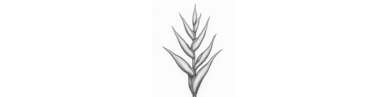 Heliconia - vente de graines dans notre boutique